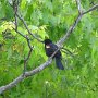 Red-winged Blackbird / Epoletnik krasnoskrzydły Ottawa<br />fot. Agnieszka Rzepa